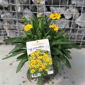 Bild von VP Coreopsis P19 Sunfire